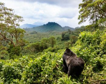 Virunga Gorilla