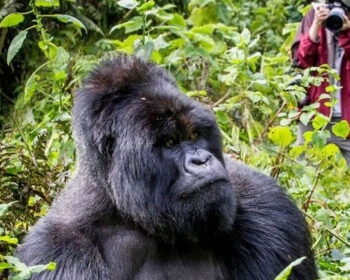 Gorilla Trekking Trip